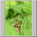 Araneus diadematus - Radnetzspinne m02.jpg